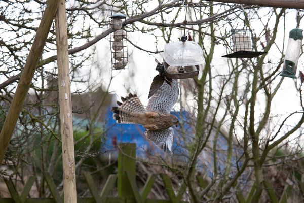 Kestral 4