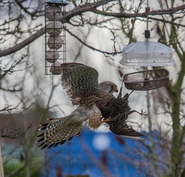 Kestral 5
