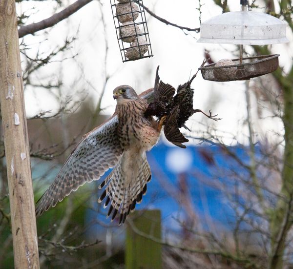 Kestral 6