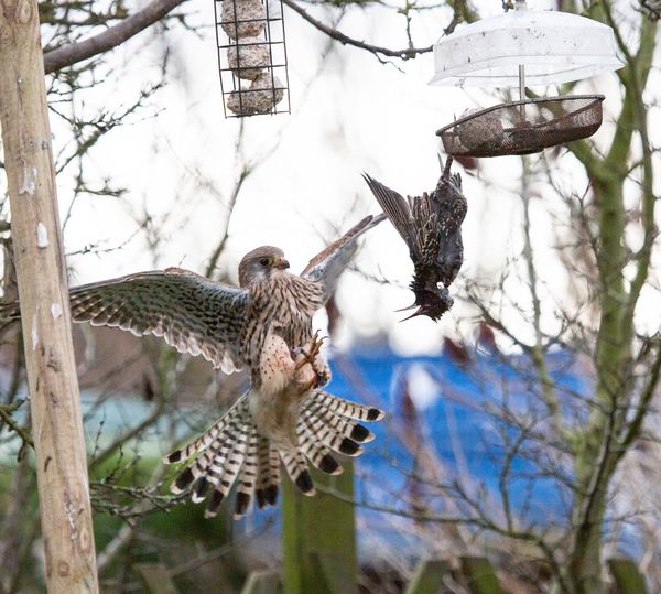 Kestral 8