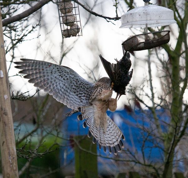Kestral 9