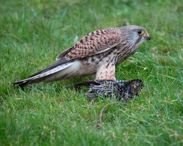 Kestral 10