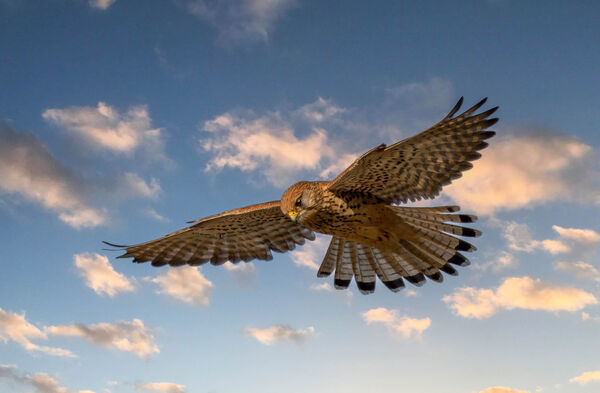 Kestrel