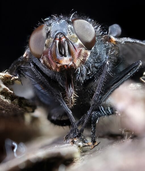 Macro Fly_3