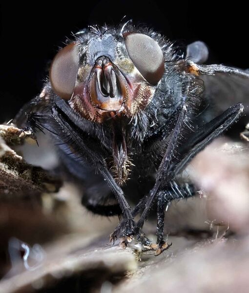 Macro Fly_4
