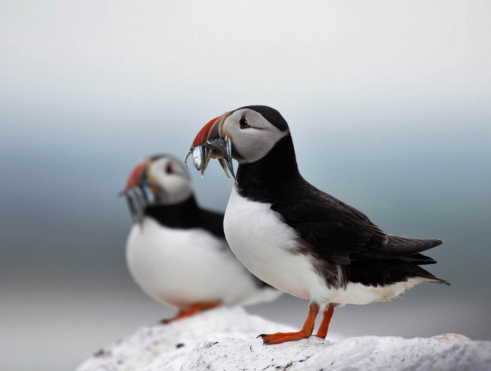 Puffins on Farne Islands