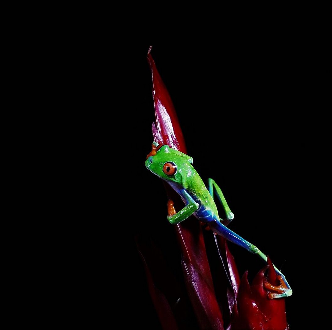 Red-eyed Tree Frog