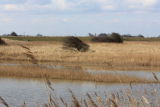 Chapel Marshes
