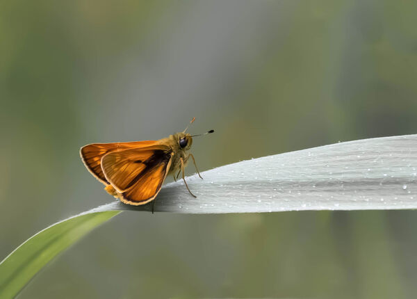 Small Skipper