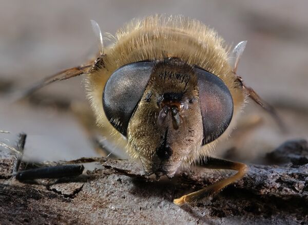Macro Fly_5