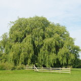 WEEPING WILLOW