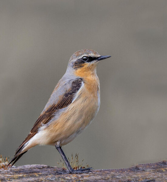 Wheatear