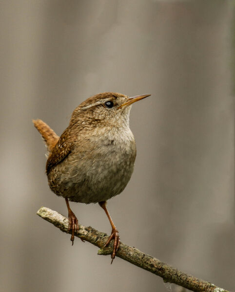 Wren