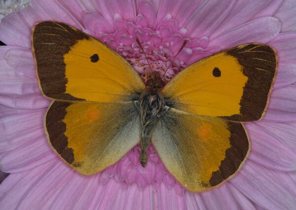 Macro Butterfly_1