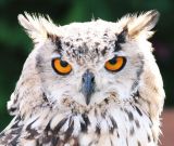 What You Looking At?