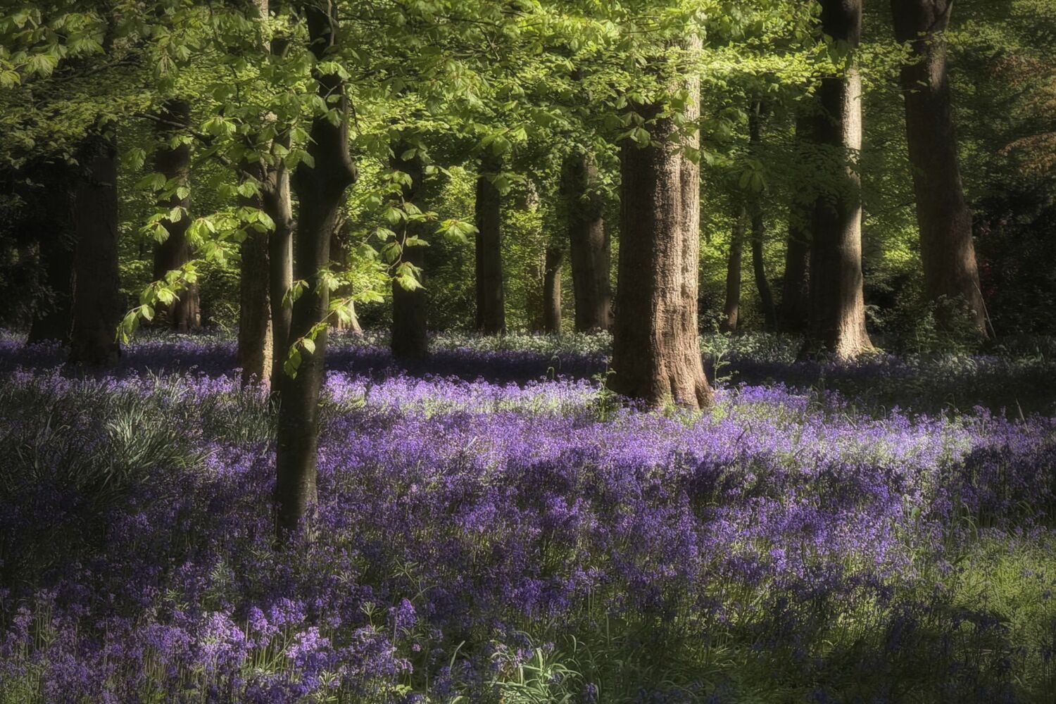 Bluebells