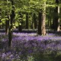 Bluebells