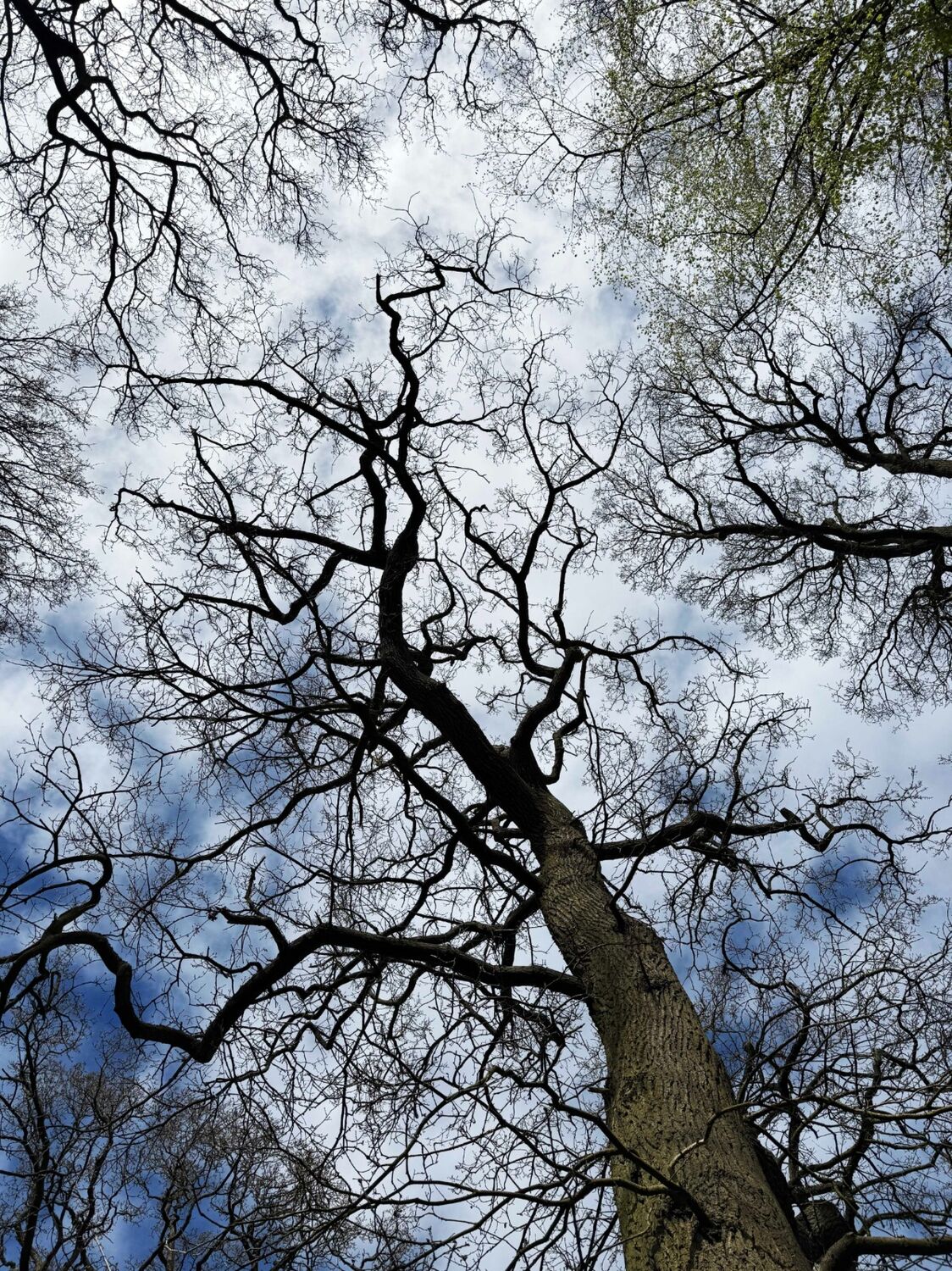 Canopy