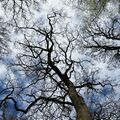 Canopy