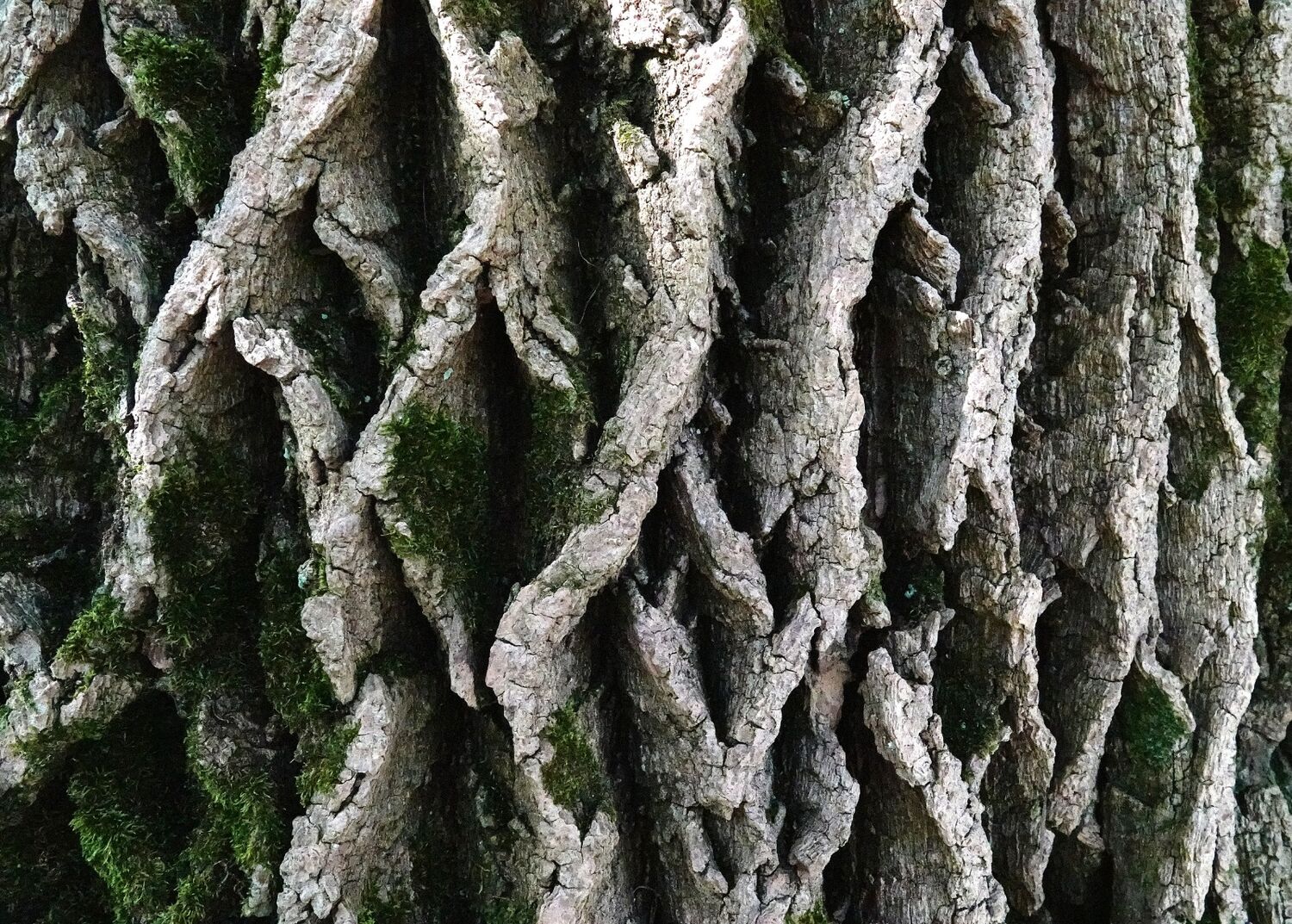 Joint third