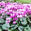 Easton Walled Gardens Feb 2019