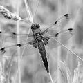 AUG 2019 MONOCHROME