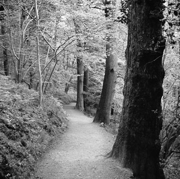 Pathway, Study #2