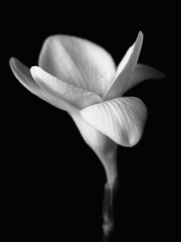 Freesia No.1