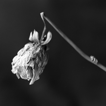 Rose, Study #1