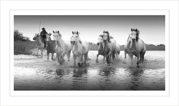 White Horses of Camargue
