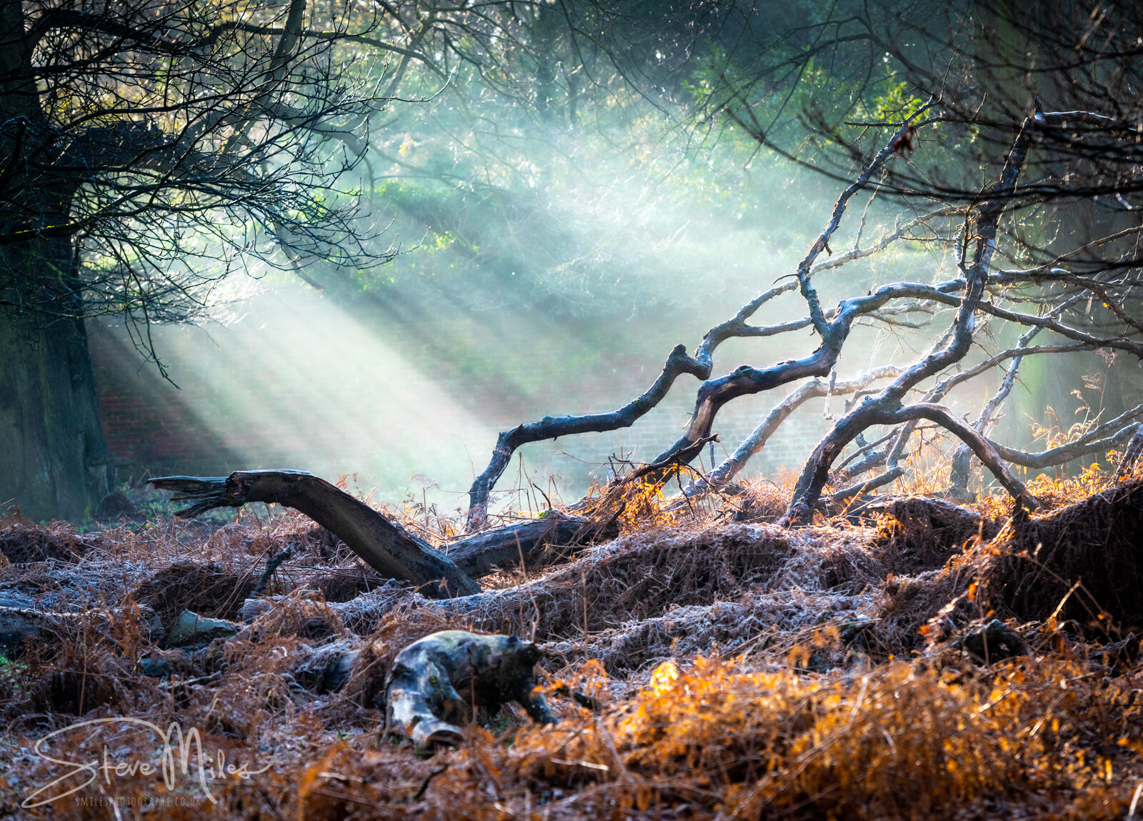 Morning sun burns frost away