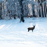 Deer stares at deer