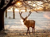 Morning Stag