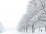 University Snow Trees