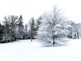 Snowy Tree