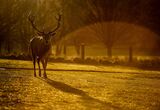 Deer contre-jour