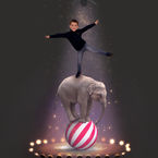 Circus Elephant 2
