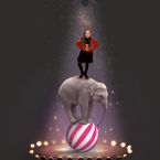 Circus Elephant
