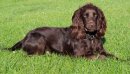 Fin  (working Cocker Spaniel