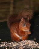 S1003 Red Squirrel