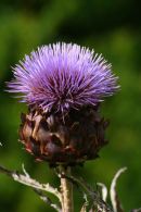 S1028 Scottish Thistle