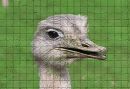 S1047 Ostrich