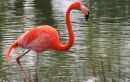 S1052 Flamingo