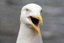 Seagull