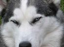 S1005 Siberian Husky