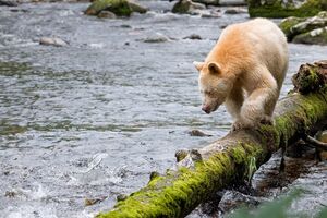 Great Bear Rainforest
