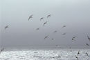 On the wing