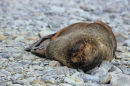 Snooze