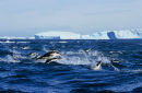 Fleeing Penguins