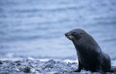 Fur Seal